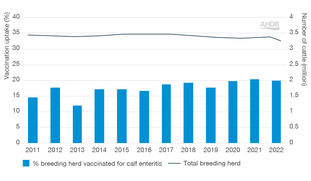 Graph illustrating cattle vaccination against enteritis since 2011